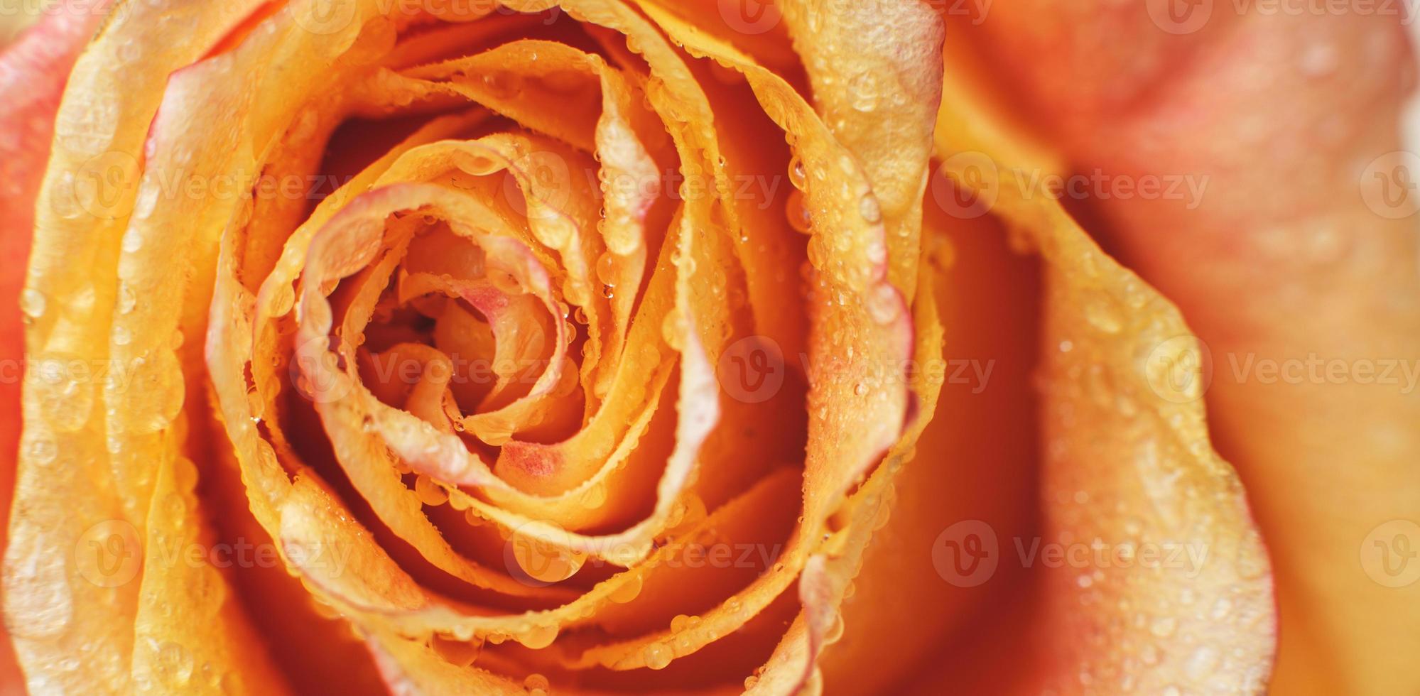 red and yellow rose with drops og water close-up. flower background. banner photo