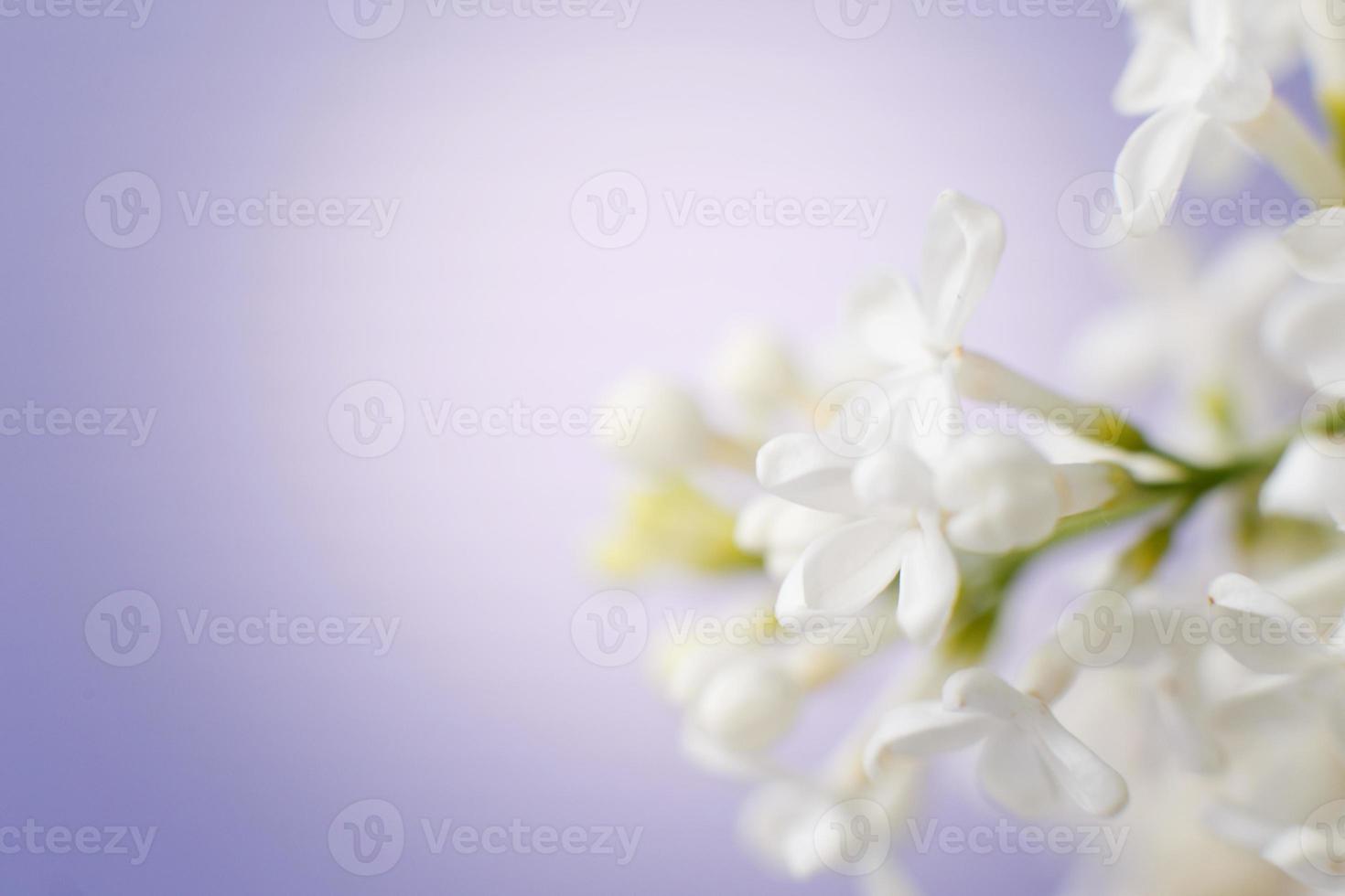 white lilac flower branch on a purple background with copy space for your text photo