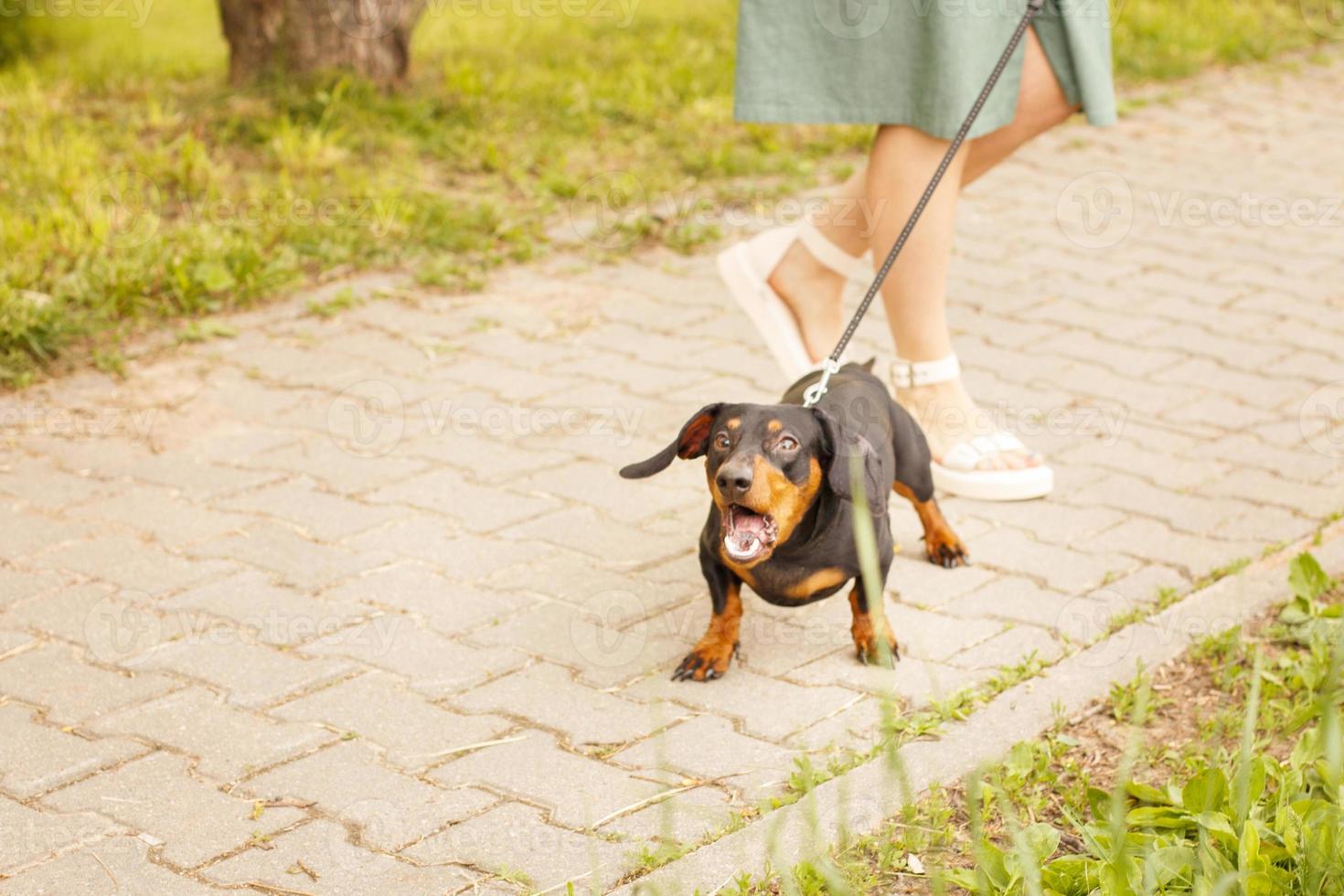 woman walks with the dog on a leash in the park . dachshund are barking near a woman's feet photo