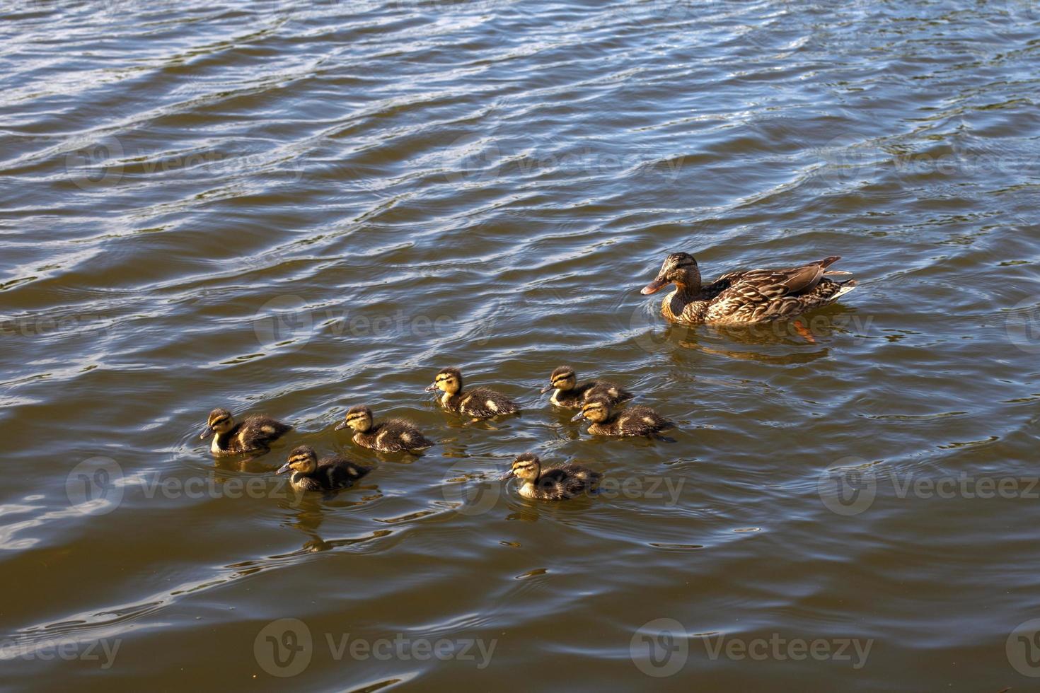 Mother duck with her beautiful, fluffy ducklings swimming together on a lake. Wild animals in a pond photo
