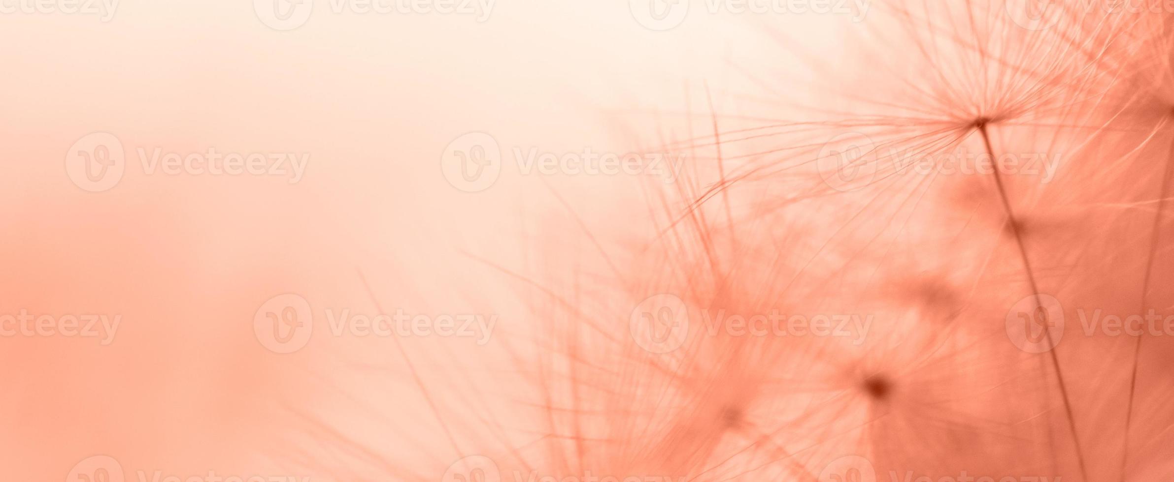 a drop of water on a dandelion. dandelion on a red background with copy space close-up. banner photo