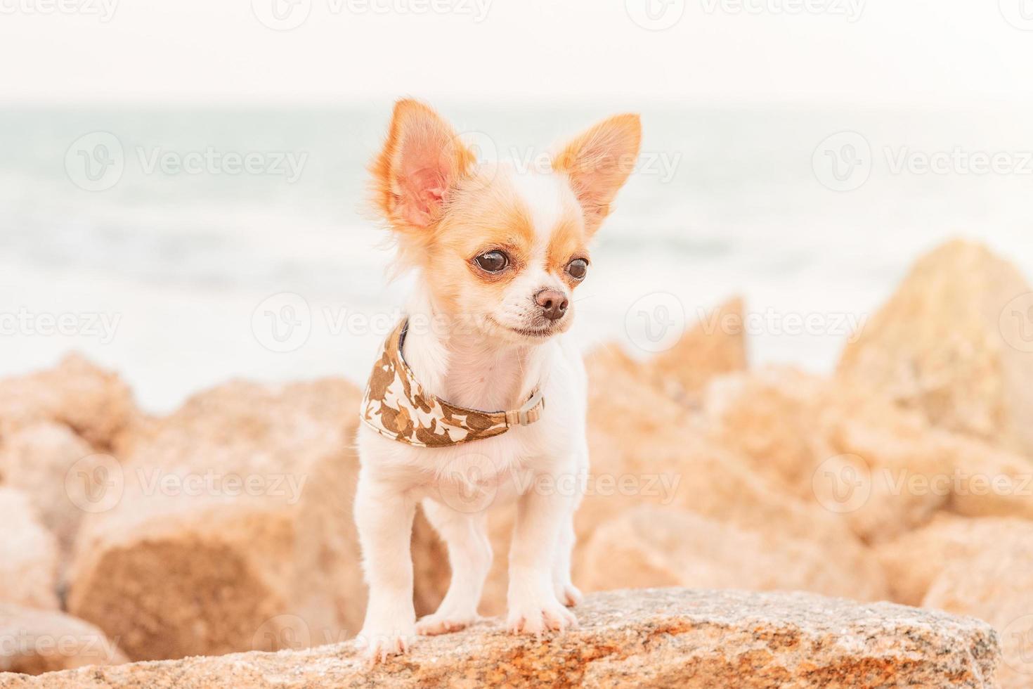 perro chihuahua blanco con coloración roja sobre un fondo de piedras y el mar. un cachorro en un pañuelo. foto