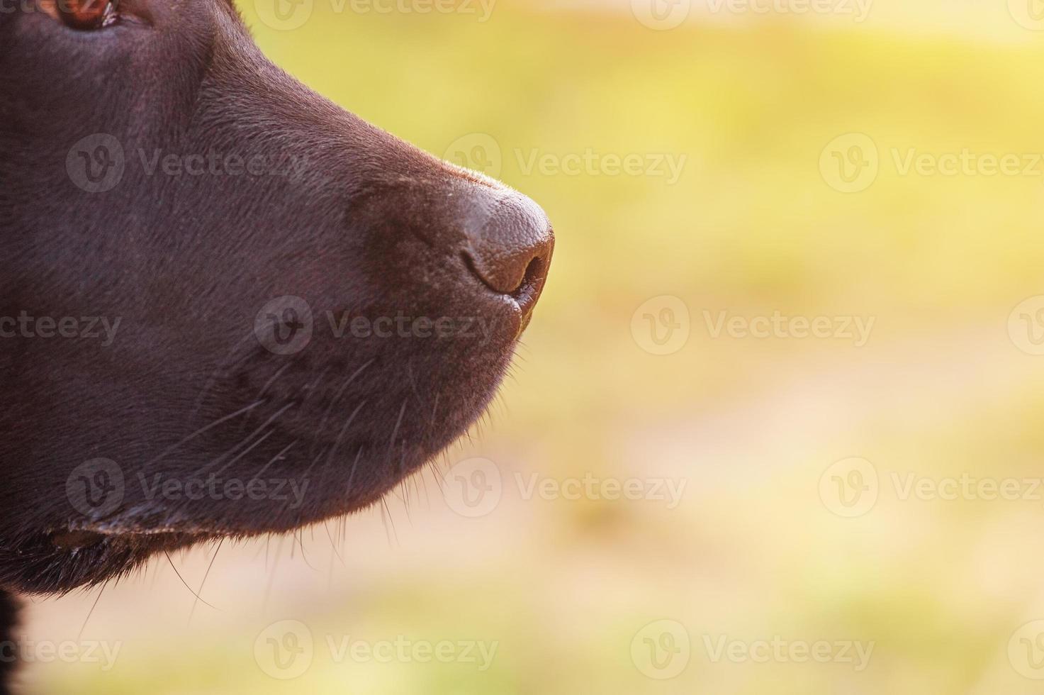 Dog's nose macro photo. The face of a young labrador retriever dog on the background of nature. photo