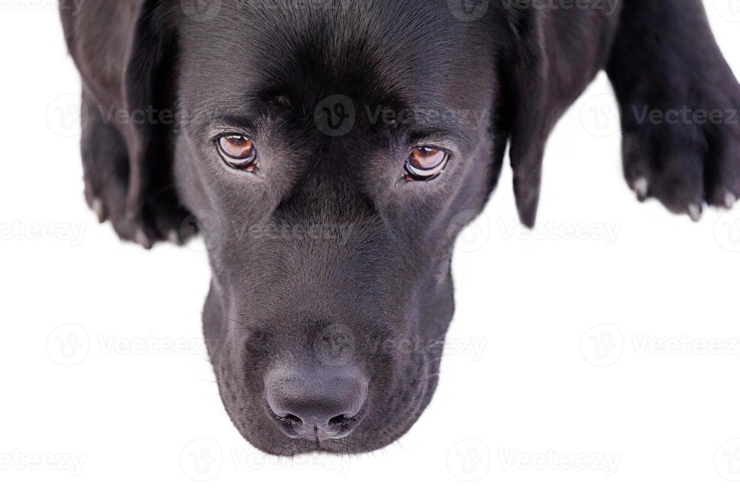 A dog of the Labrador retriever breed muzzle close-up lies on a white. Dog isolate on white. photo