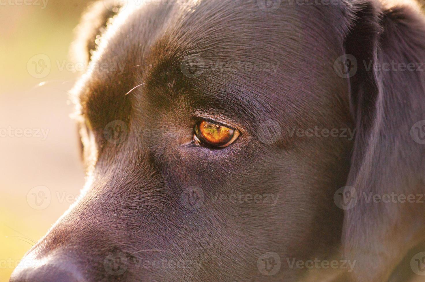 Dog's eyes. Labrador retriever muzzle close-up. Puppy in the sunshine. photo
