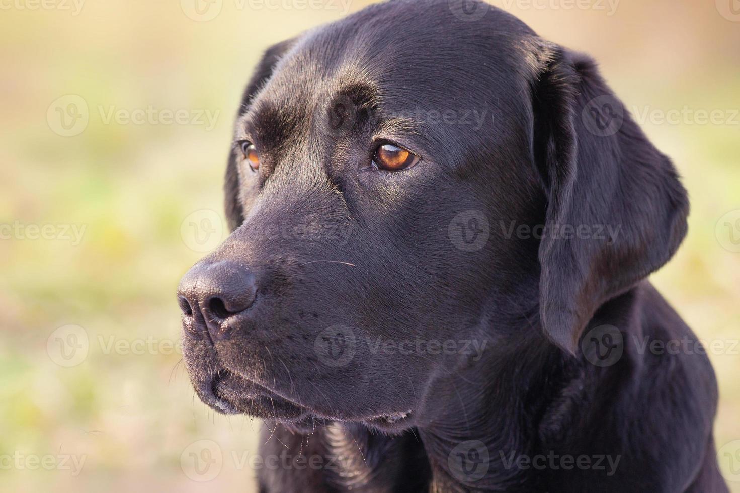 Portrait of a black dog. Young labrador retriever on the background of nature. photo