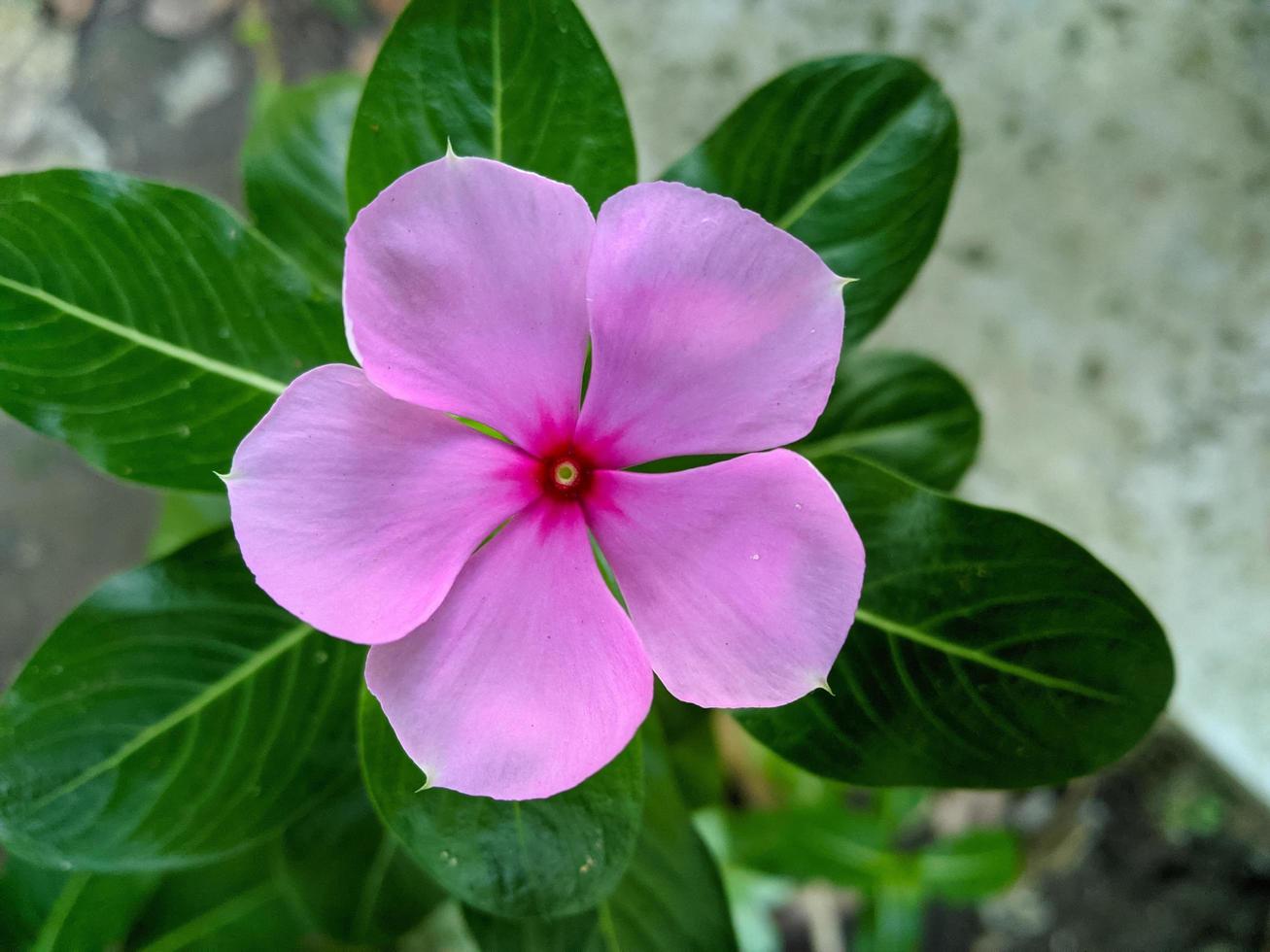 Persimmon is an annual shrub native to Madagascar. Its scientific name is Catharanthus roseus Don. photo