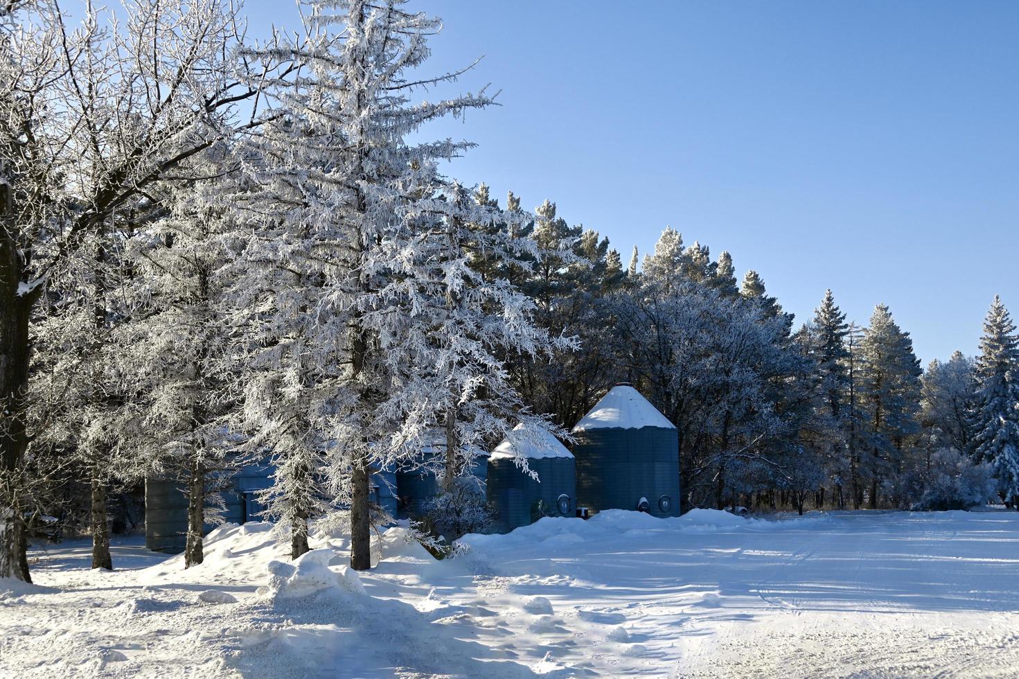 a farm yard with frost covered trees photo