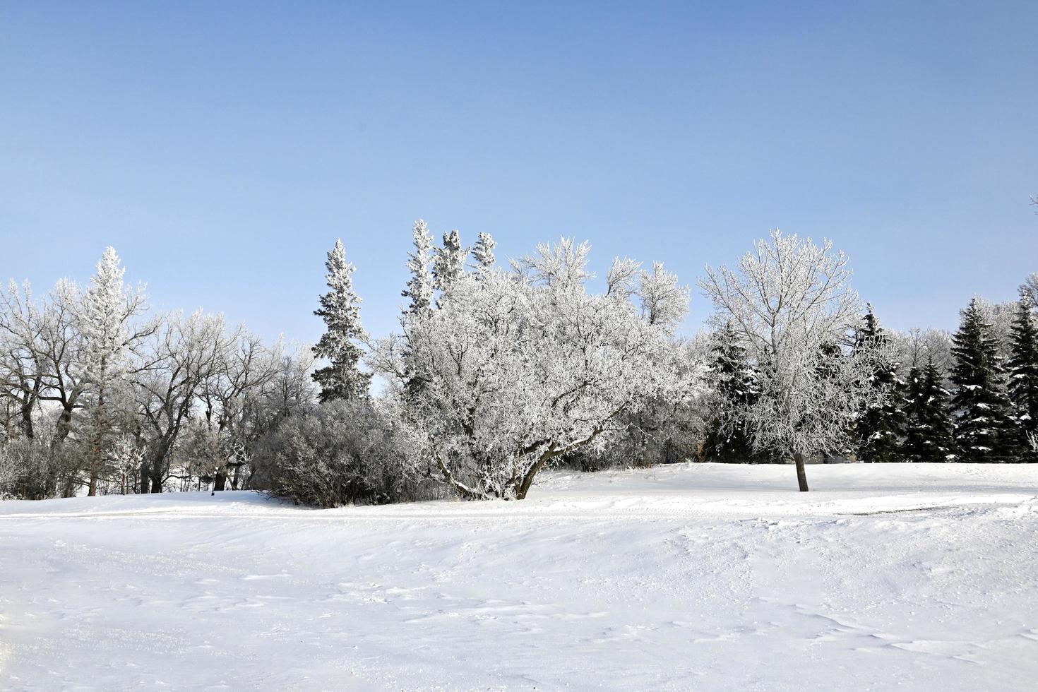 frost covered trees in a park photo