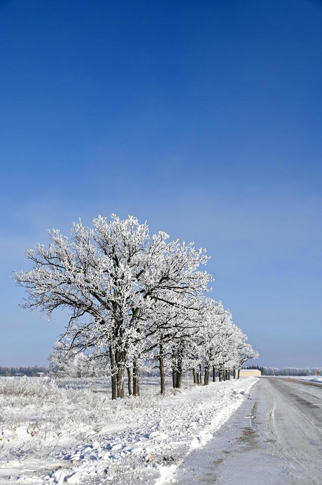 a row of frost covered trees line a country road photo