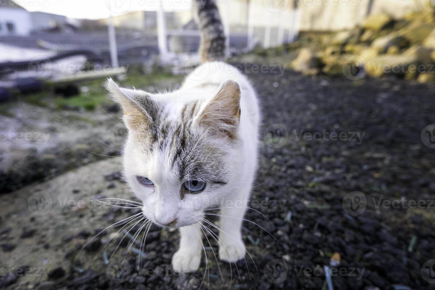 Street abandoned cats photo