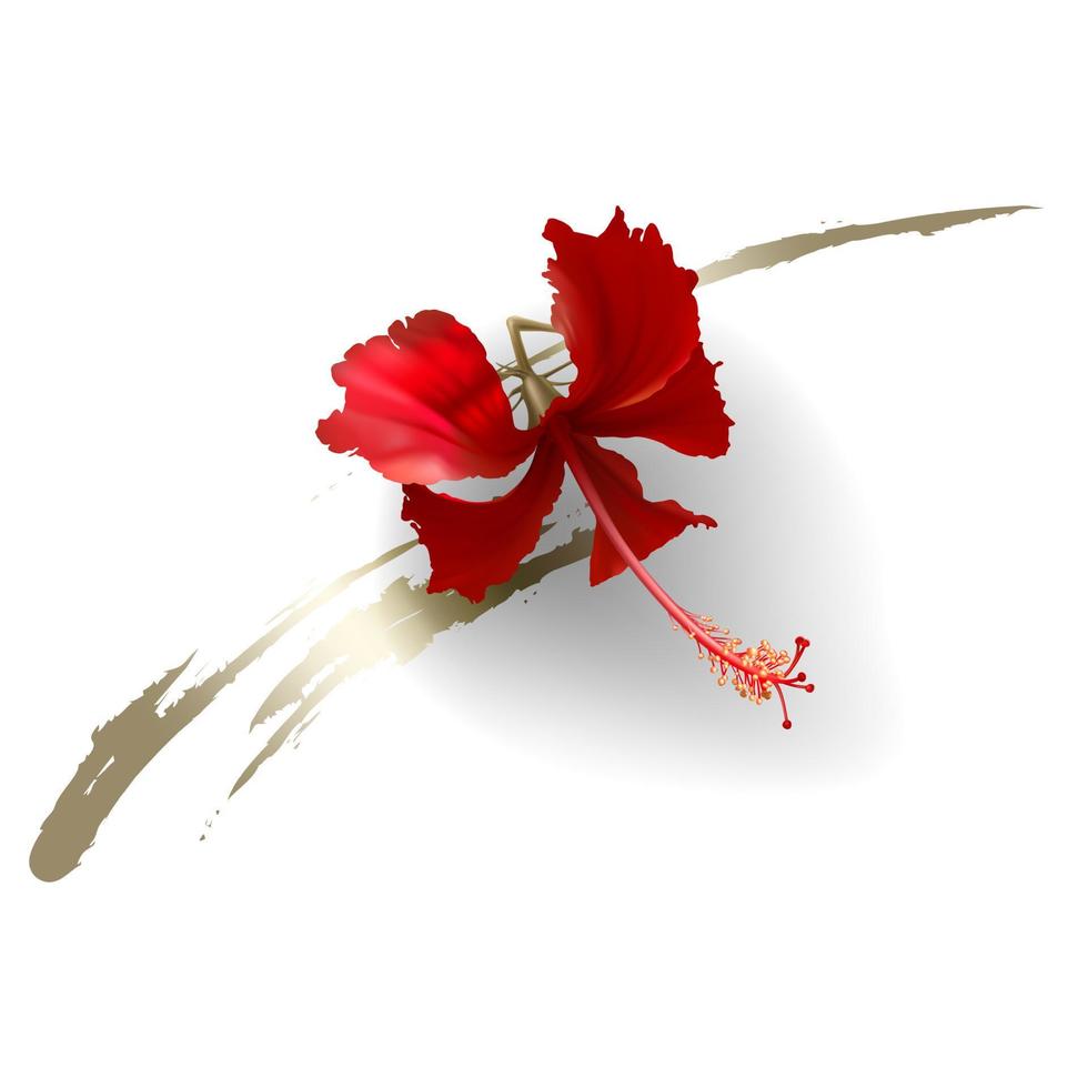 Tropical red hibiscus flower on white background vector