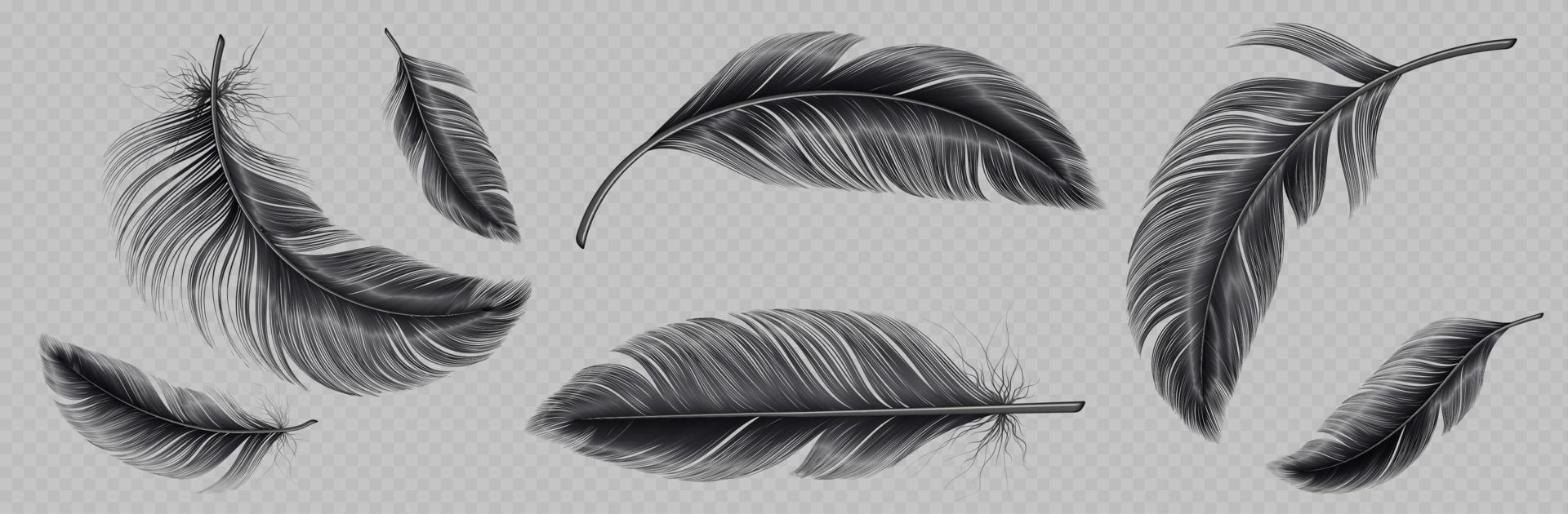 conjunto realista de pluma negra png vector