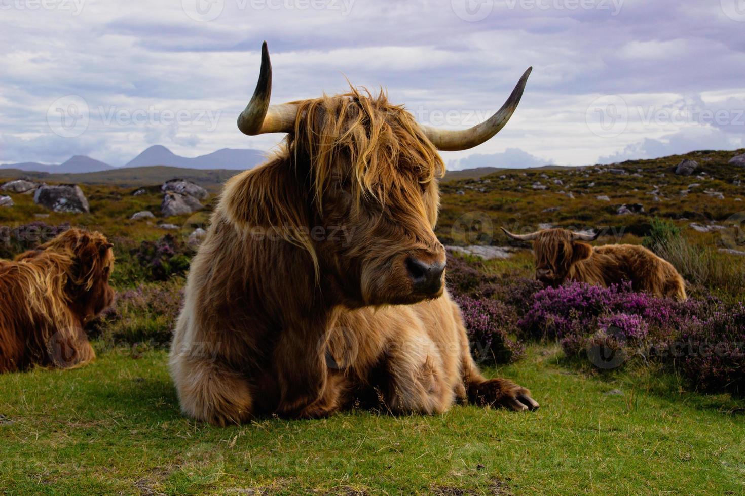 Highland cattle in Scottish Highlands photo