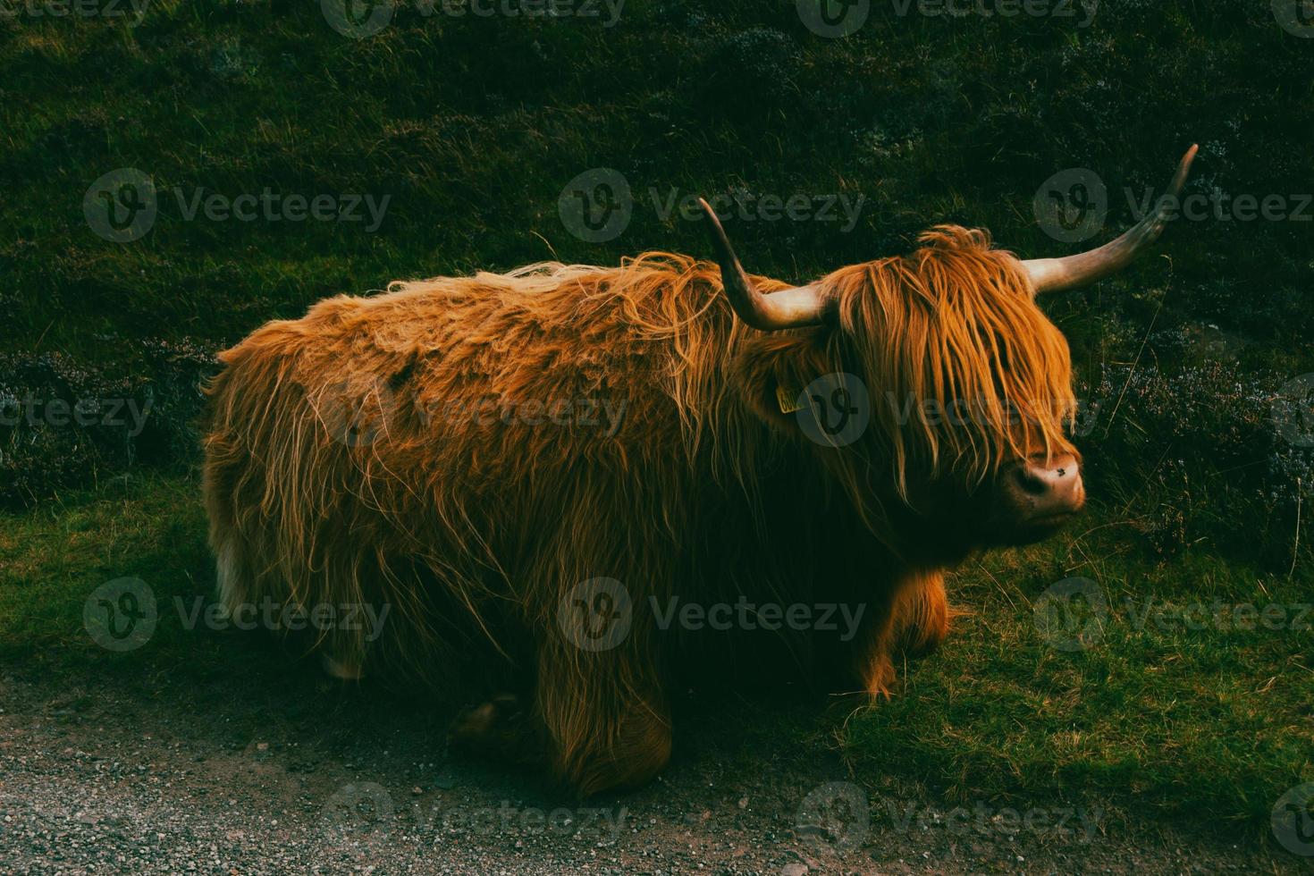 Highland cattle in Scottish Highlands photo
