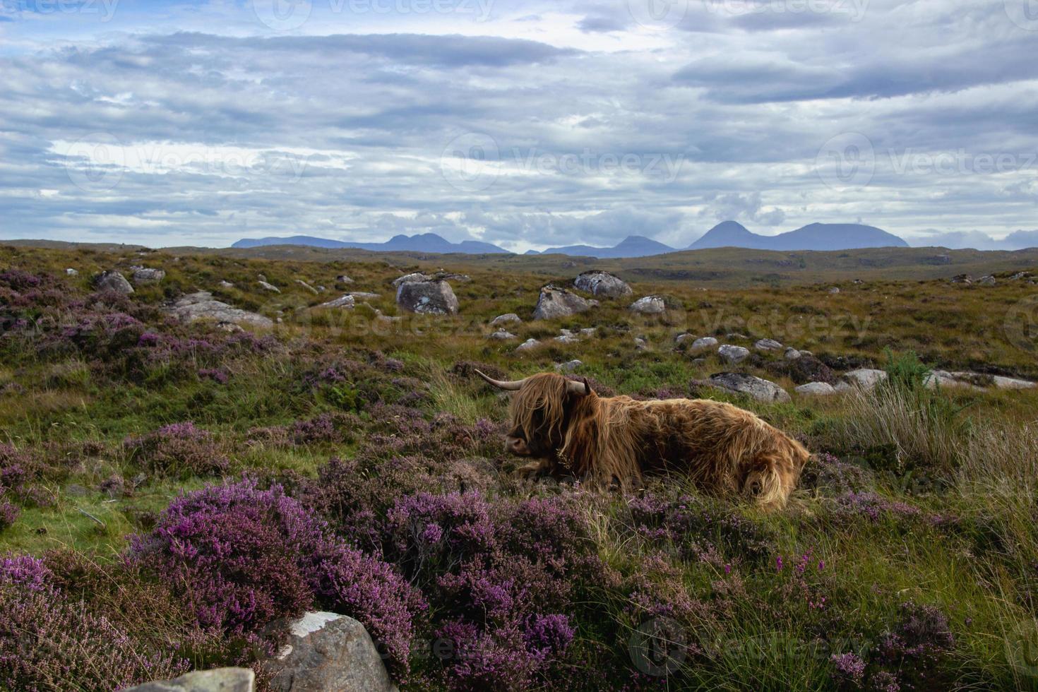 Highland cattle in Scottish Highlands photo