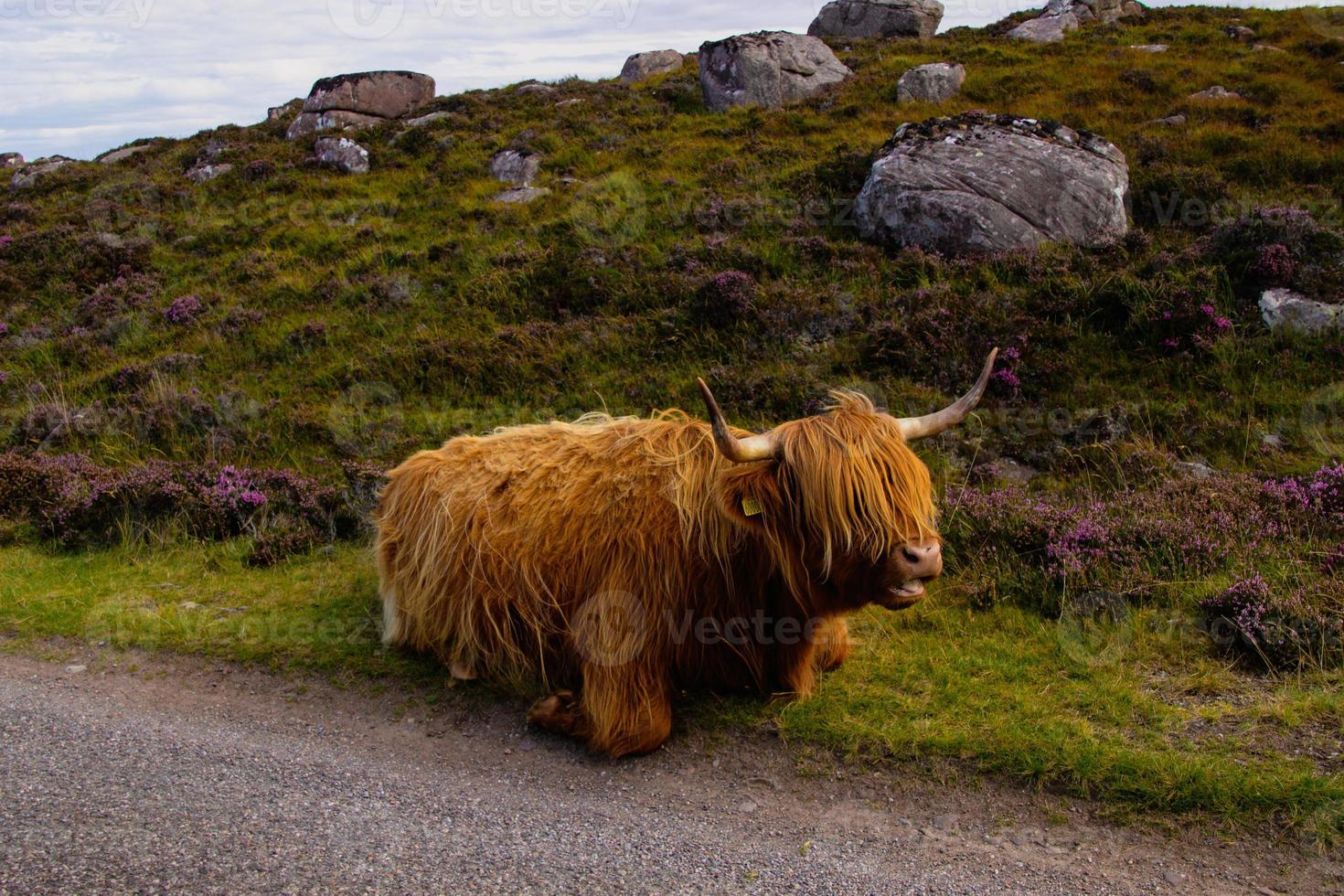 Highland cattle in Scottish Highlands photo