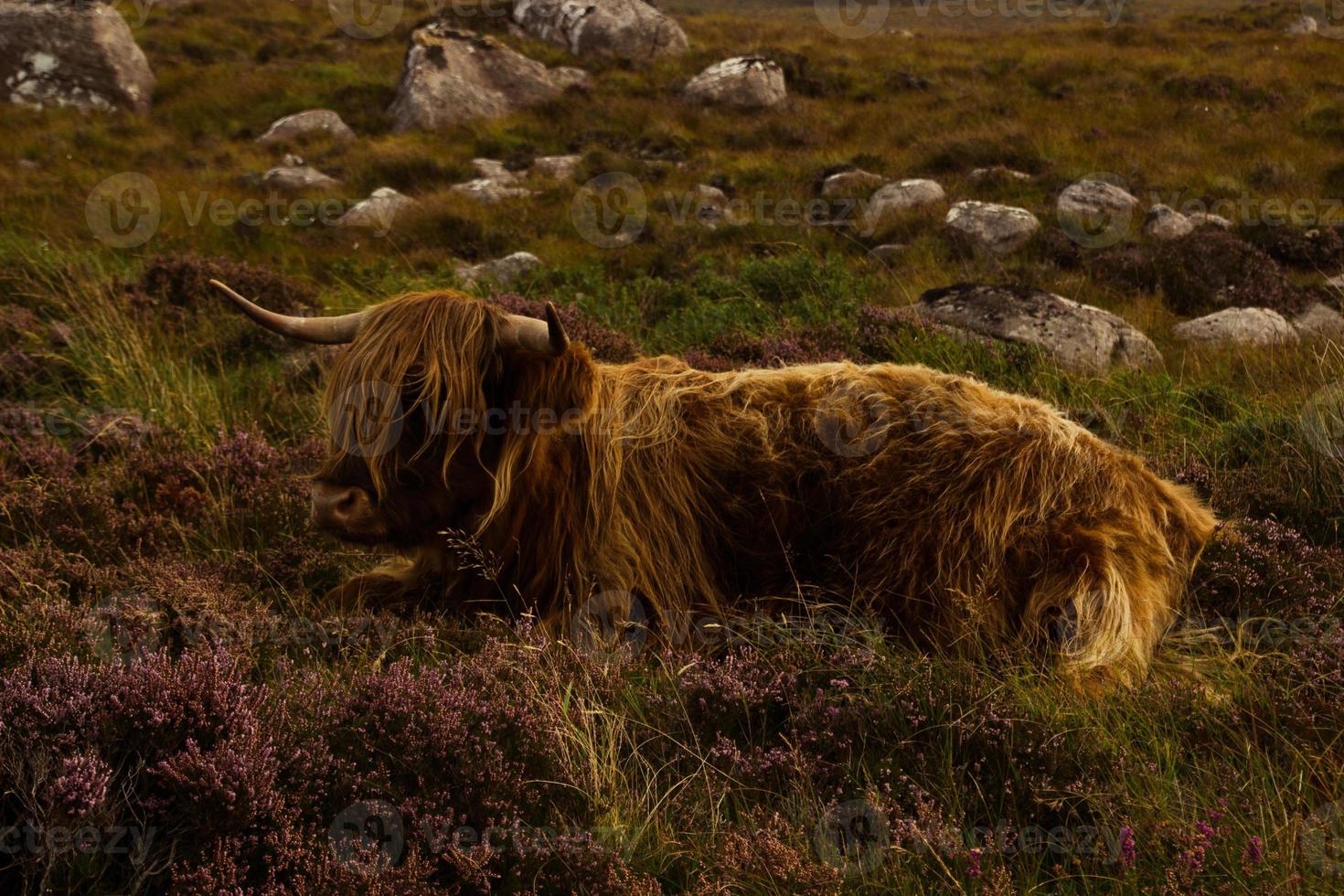Highland cattle in Scottish Highlands photo