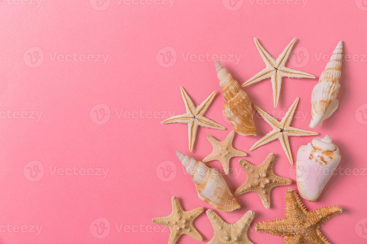 A lot of seashells and starfishon pink background with copy space photo