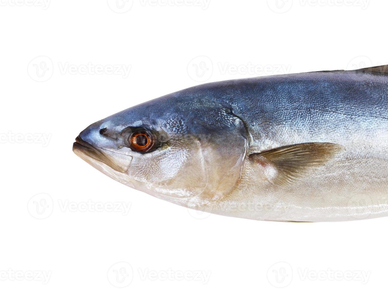 atún pescado fresco aislado en un fondo blanco foto
