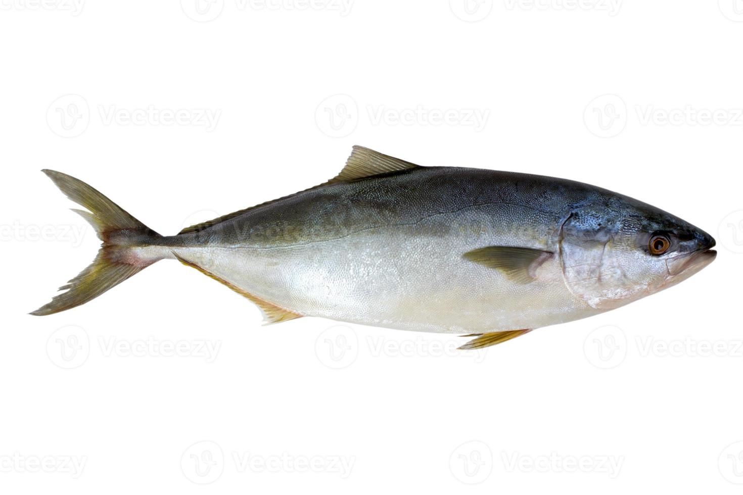 Fresh tuna fish isolated photo