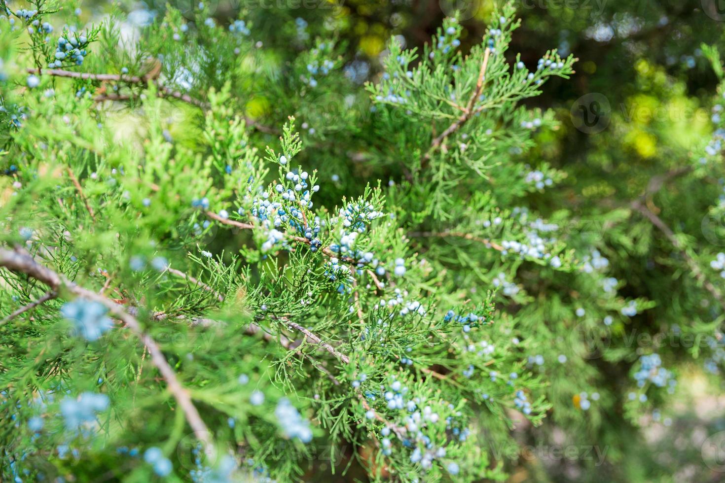 Green thuja or juniper tree branches wis berries background close up photo