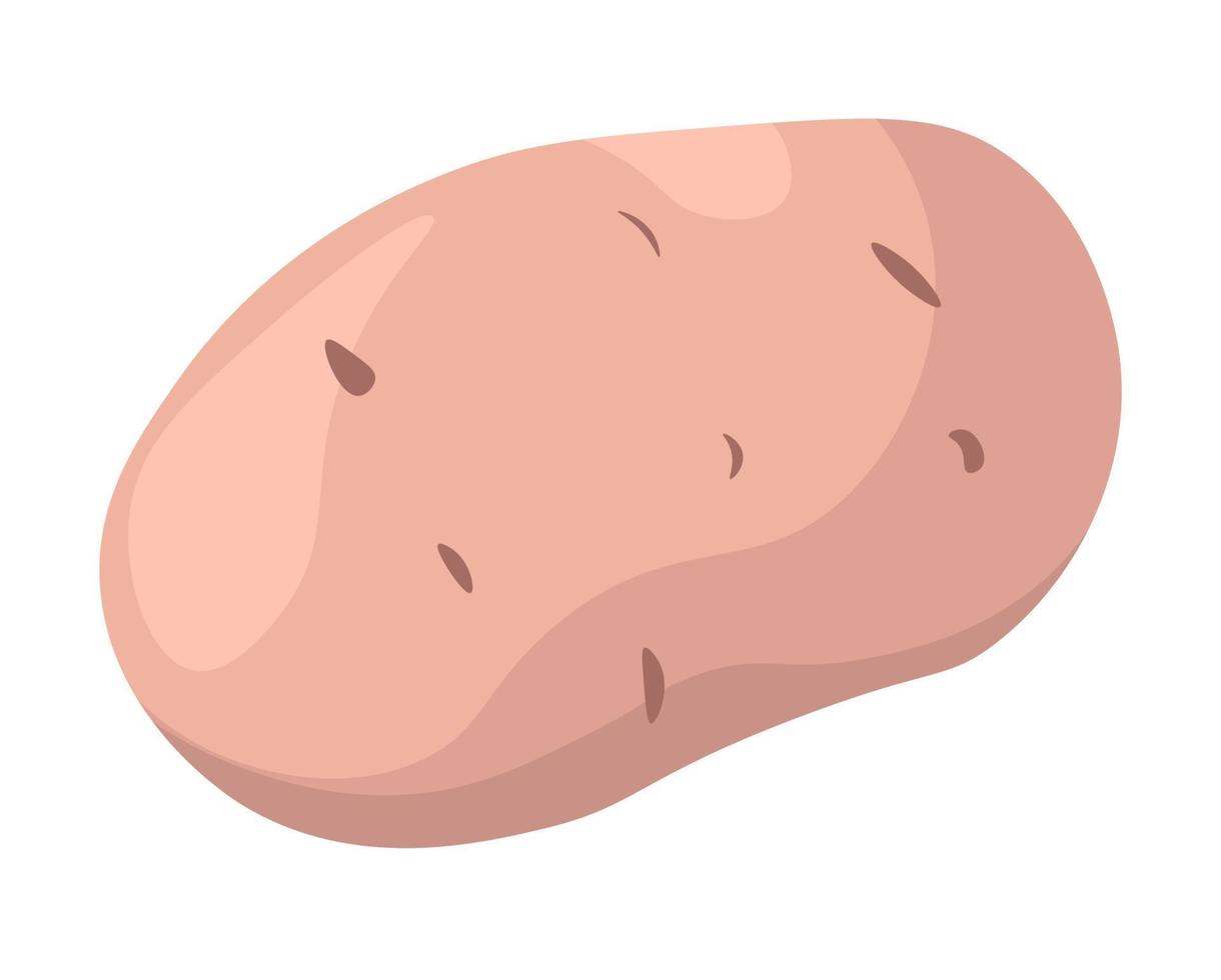 Potato vegetable, raw product from farm harvest vector
