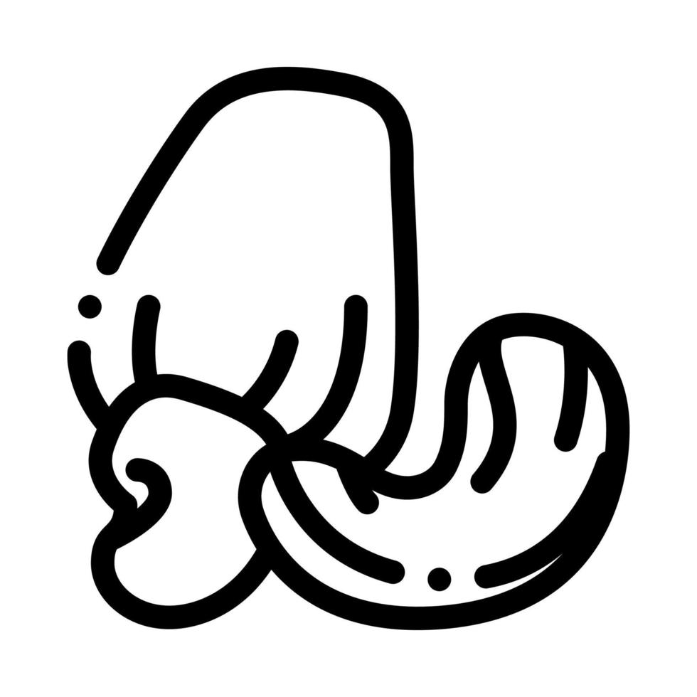 ilustración de contorno de vector de icono de nuez de marañón