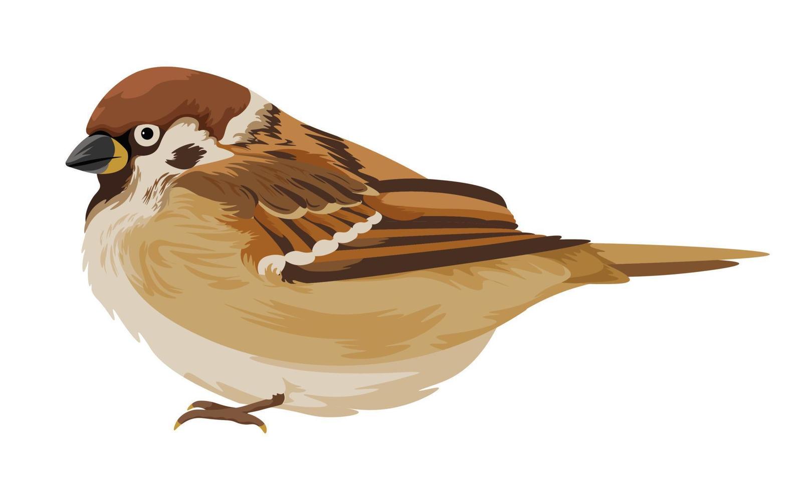 gorrión passer domesticus, vector animal aviar