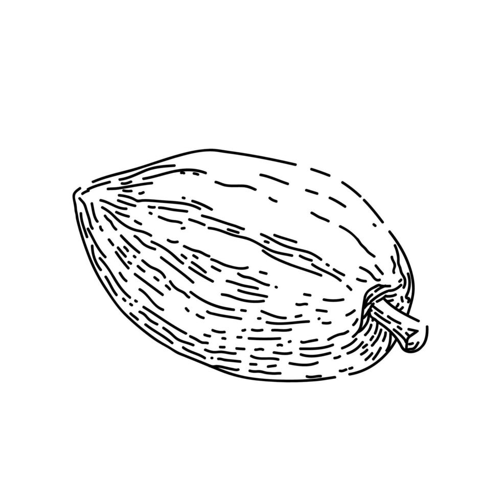 bosquejo de grano de cacao vector dibujado a mano