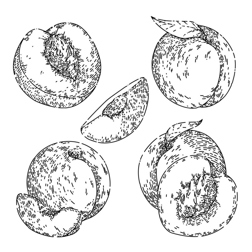 melocotón conjunto de frutas boceto dibujado a mano vector