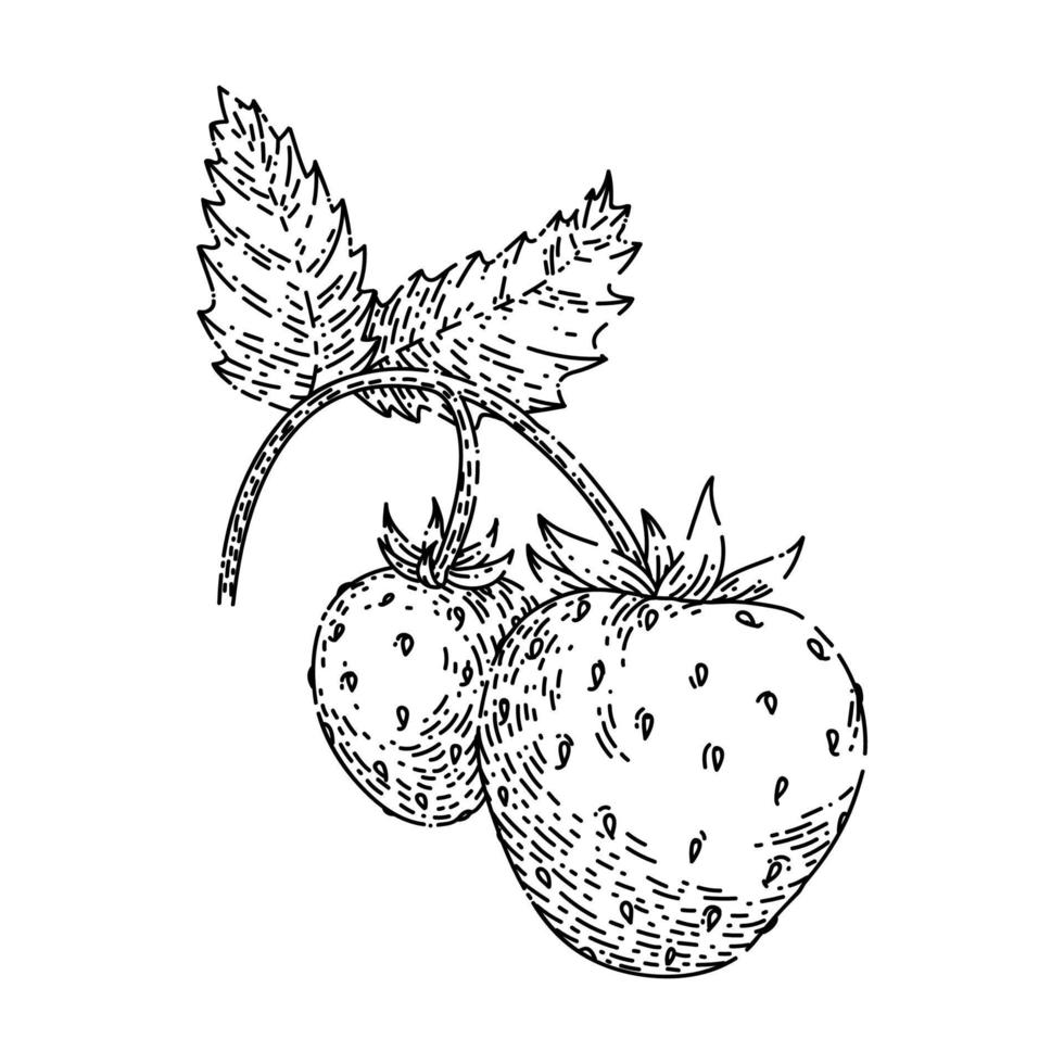 strawberry sketch hand drawn vector