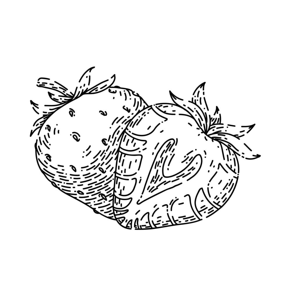 strawberry sketch hand drawn vector