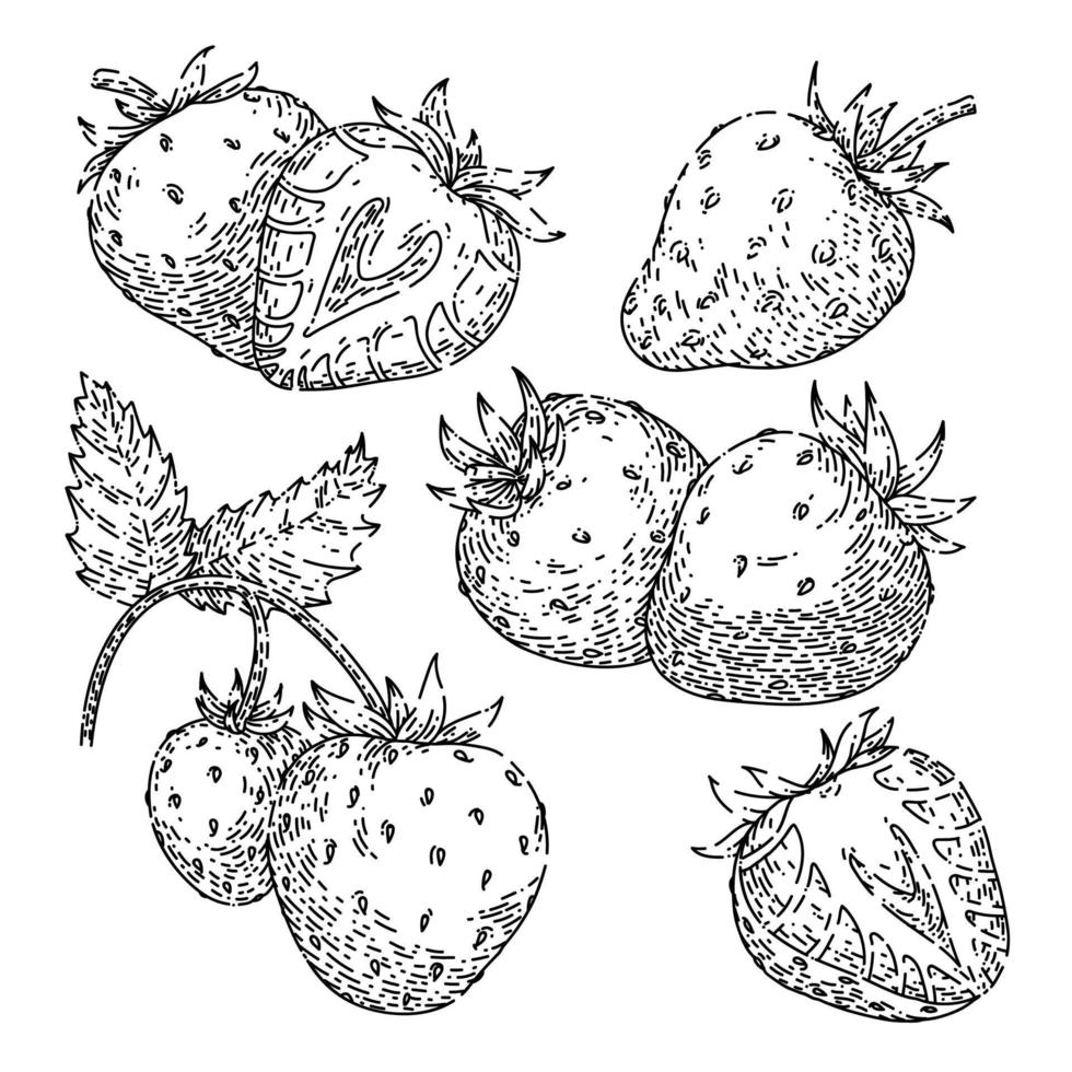 conjunto de frutas de fresa boceto vector dibujado a mano