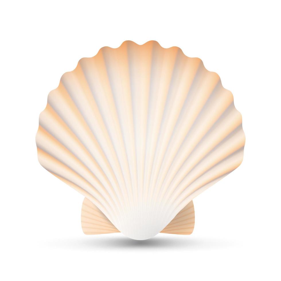 Scallop Seashell Vector. Beauty Exotic Souvenir Scallops Shell Isolated On White Background Illustration vector