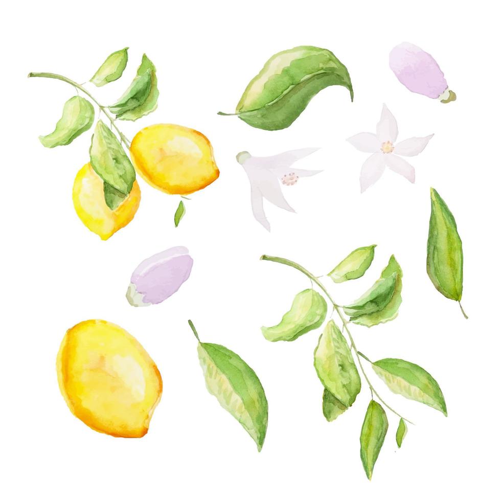 Watercolor set of lemons. Lemon branch, leaves and flowers. Vector illustration