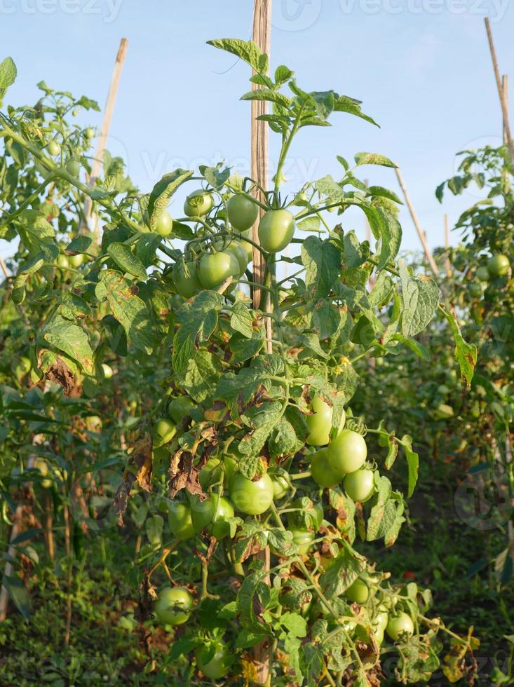Tomato trees thrive in Indonesia photo