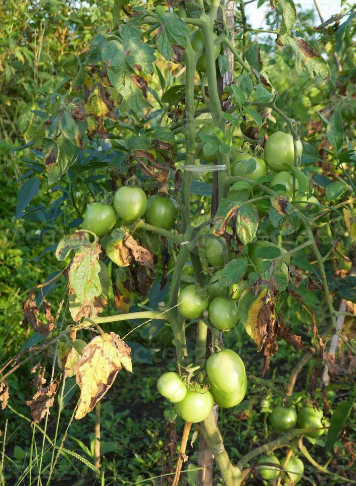 Tomato trees thrive in Indonesia photo