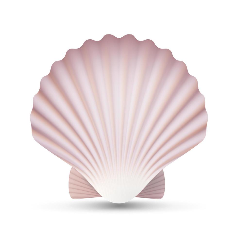 Scallop Seashell Vector. Ocean Mollusk Sea Shell Close Up. Isolated. Illustration vector