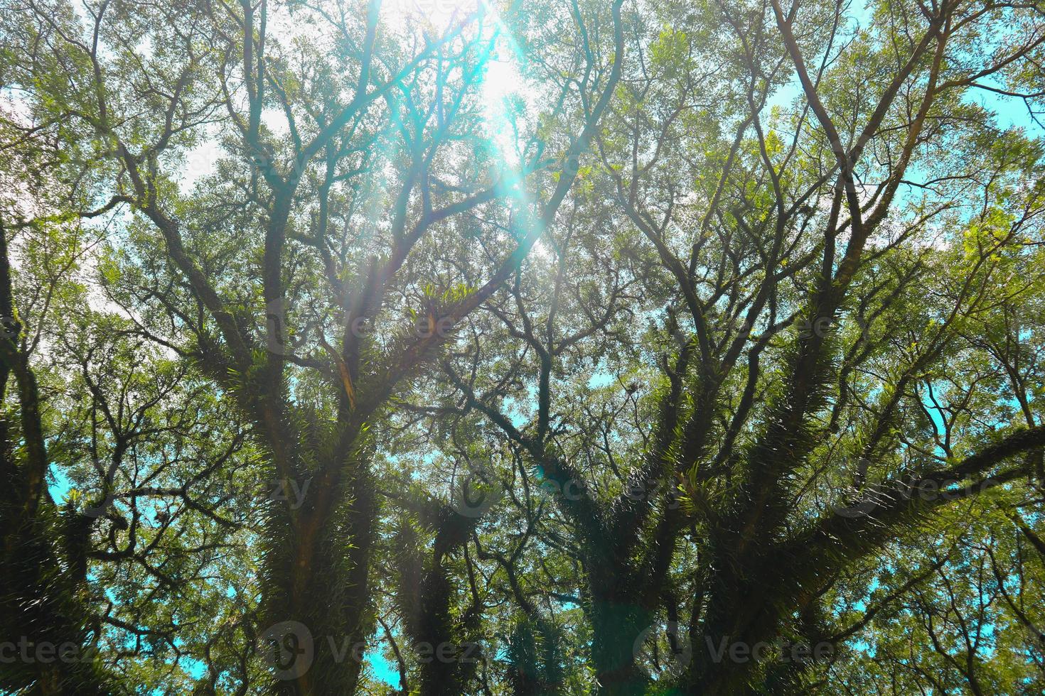 vista inferior del árbol alto y viejo de banyan en . tiro de ángulo bajo de un árbol banyan, en la mañana foto