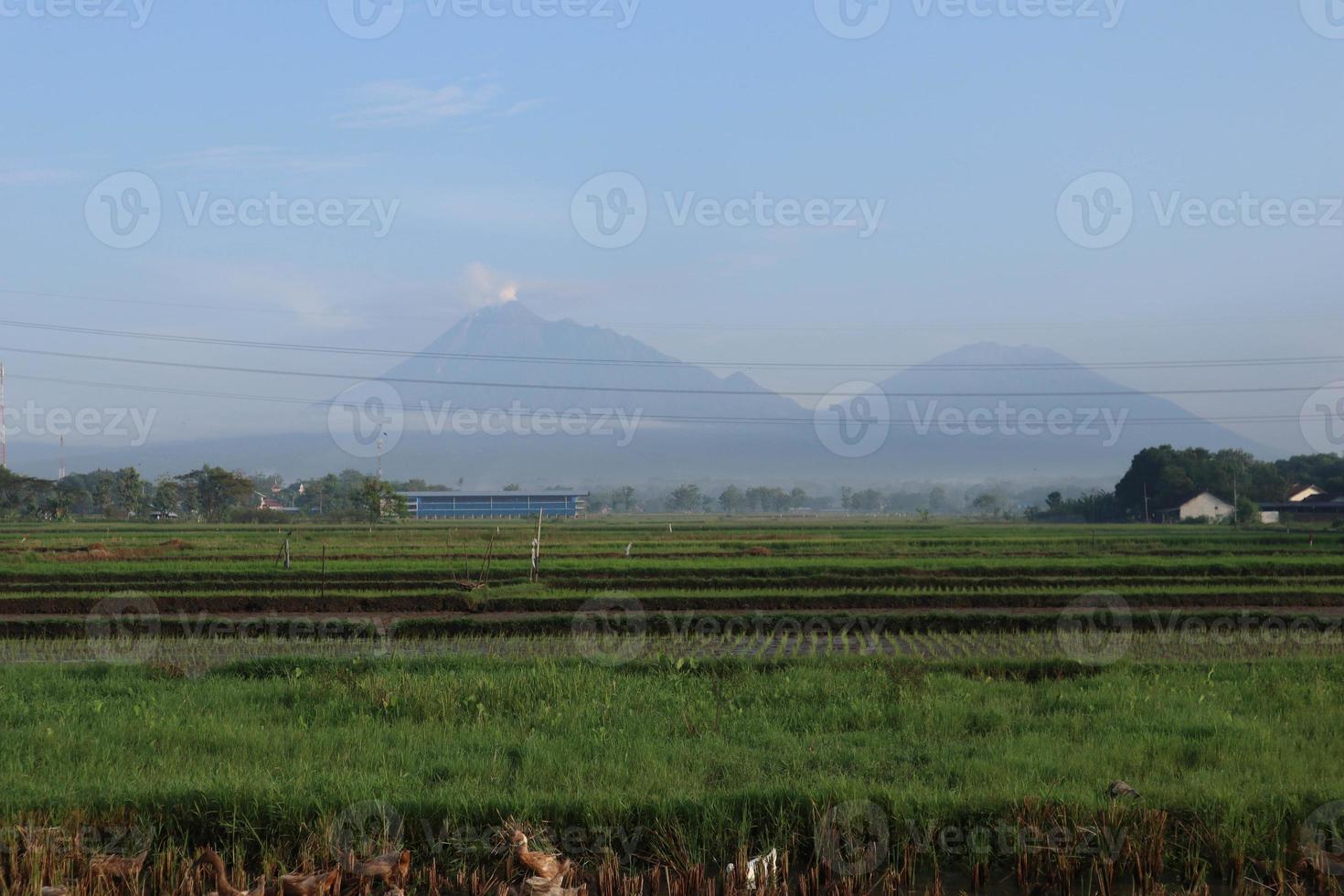 Ducks and geese in the rice fields photo