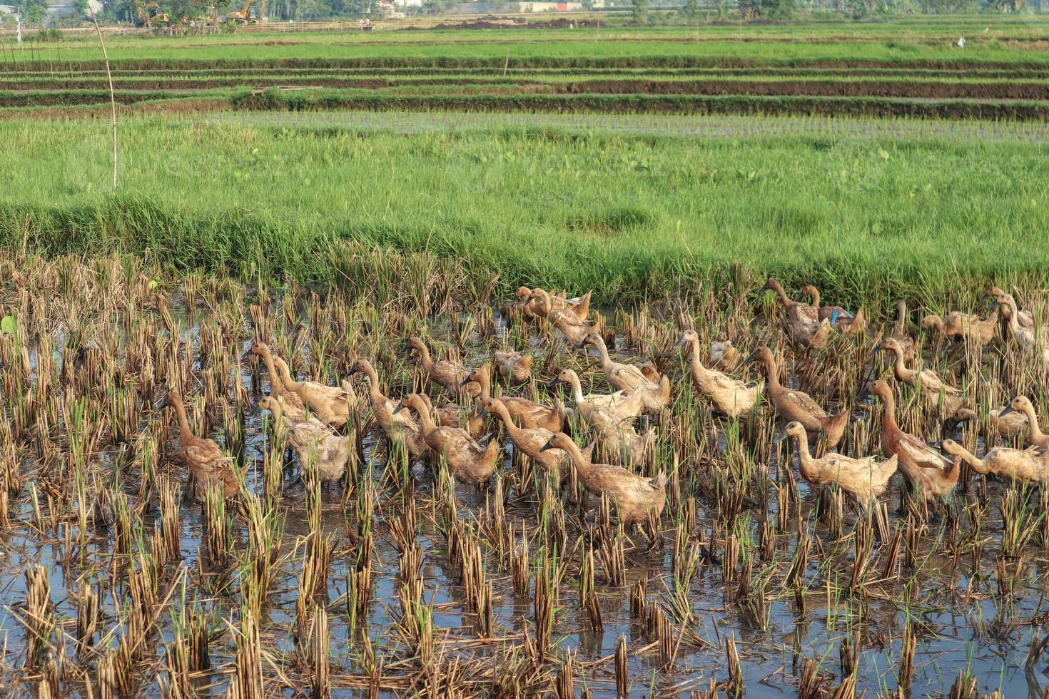 Ducks and geese in the rice fields photo