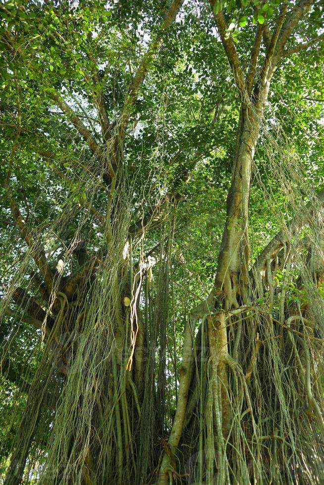 Bottom view of tall old Banyan tree in . Low angle shot of a Banyan tree, in morning photo