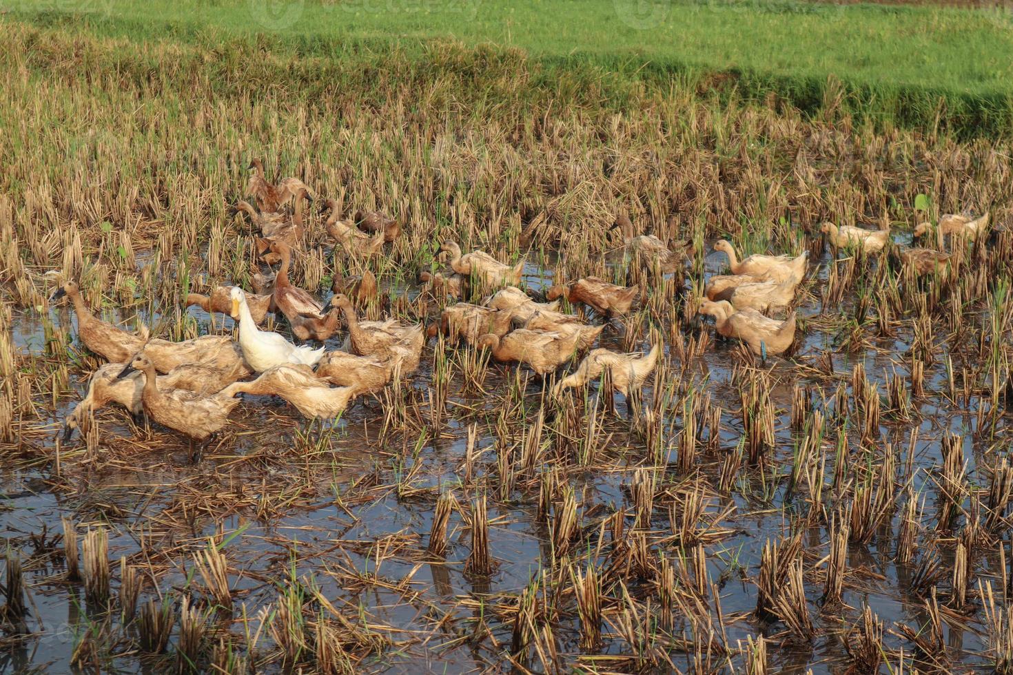 Ducks and geese in the rice fields photo