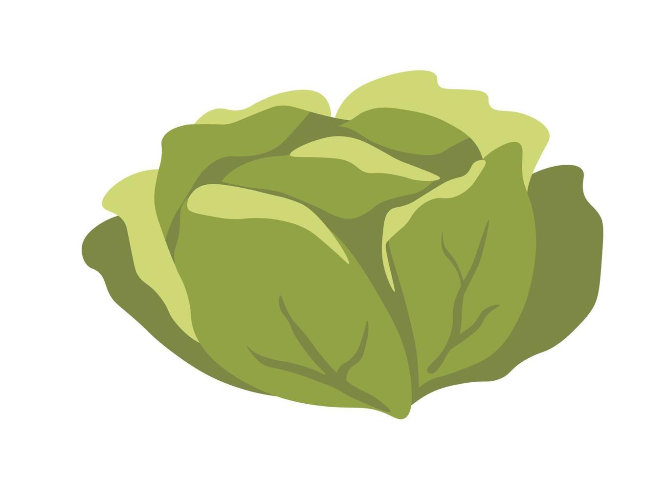 Cabbage vegetable, healthy organic veggies vector