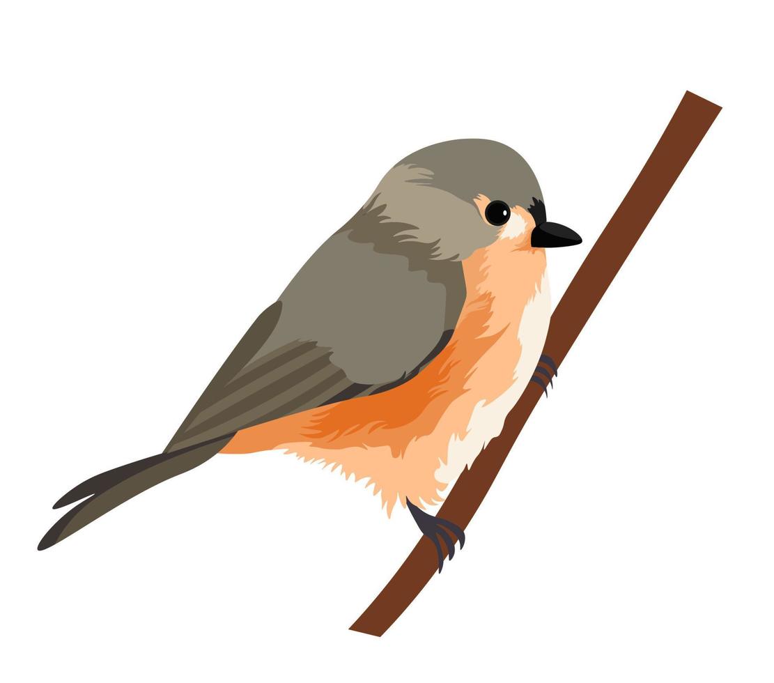 Bird sitting on wooden branch, avian ortithology vector