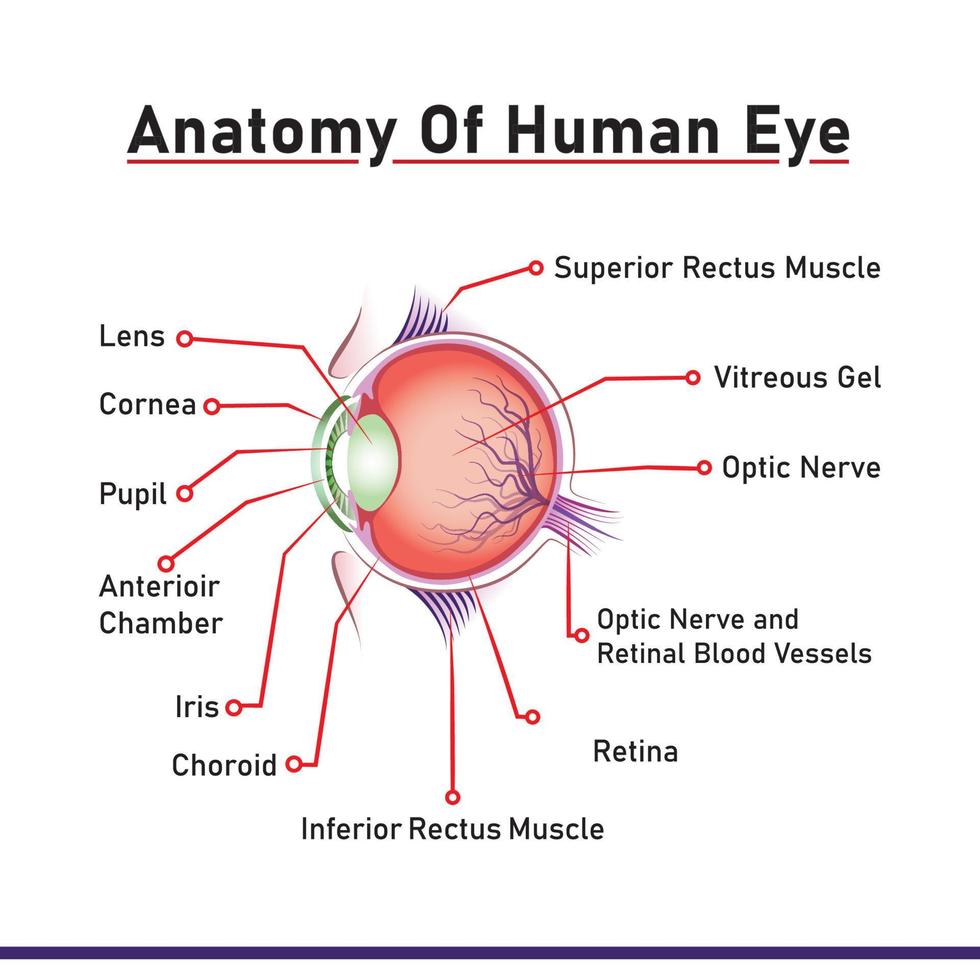 anatomía de la ilustración del ojo humano con el nombre de las partes vector