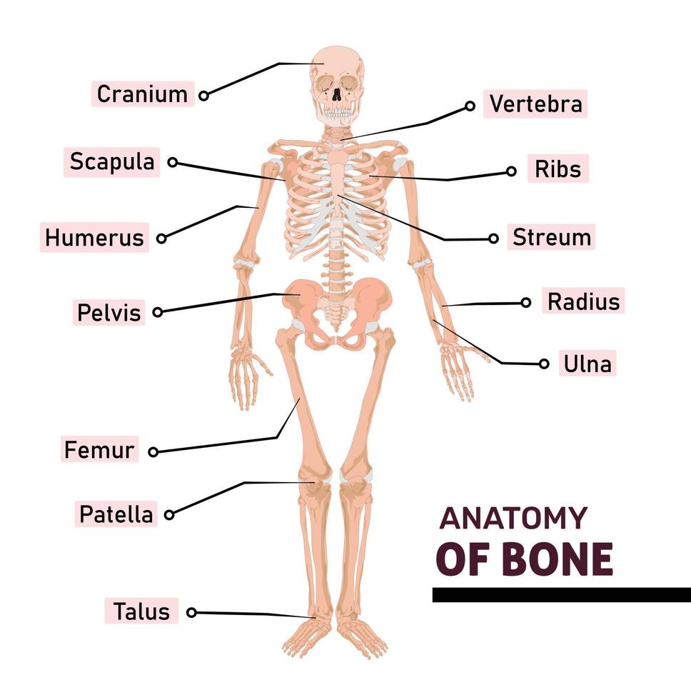 anatomía del hueso humano con nombre de todas las partes. diagrama o ilustración con etiquetado de esqueleto vector