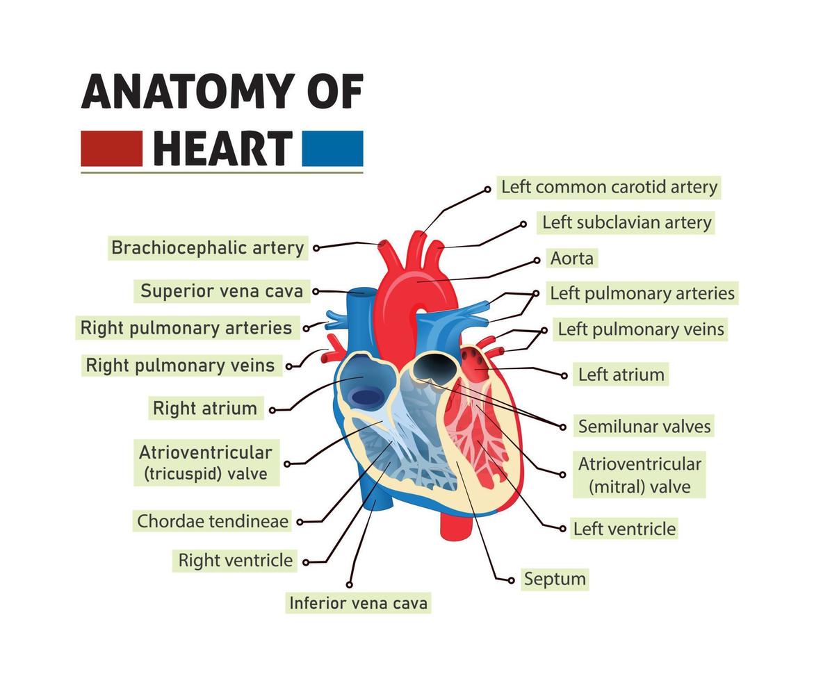 Anatomía de la ilustración del vector del corazón. estructura y diagrama con etiquetado