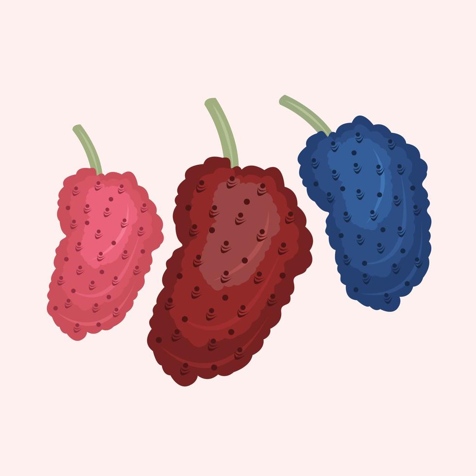Mulberry vector illustration for graphic design and decorative element